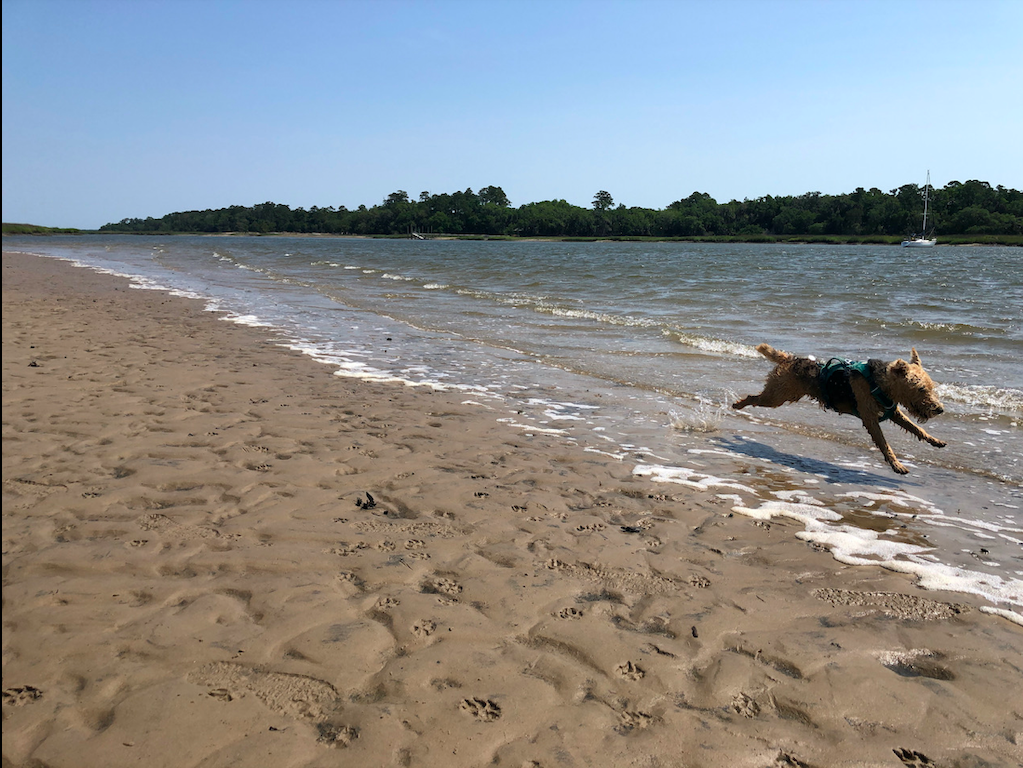 Boat Dog Runs on Intracoastal Waterway Sandbar