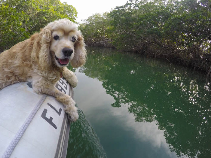 Boat dog enjoys the ICW on a dinghy ride in the Florida Keys mangroves 