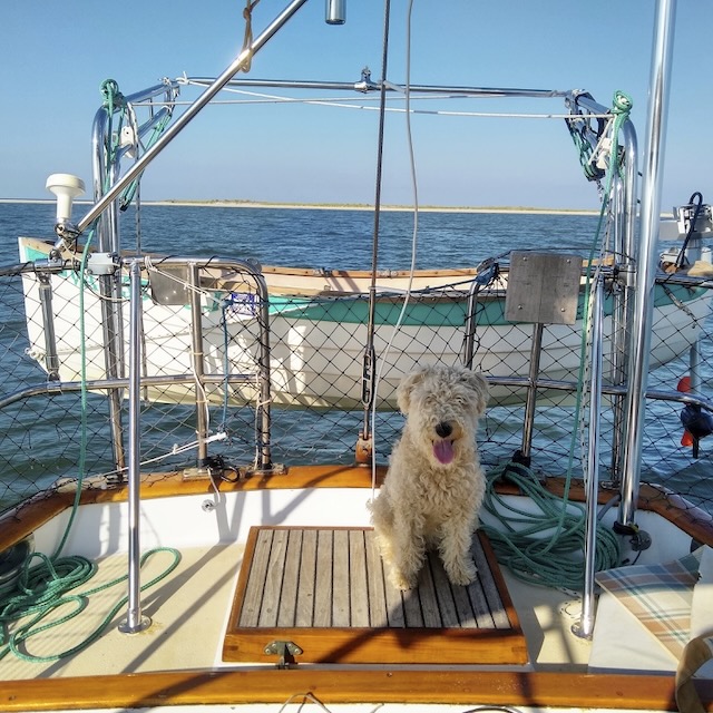 Chelsea the boat dog shows off her teak-filled boat